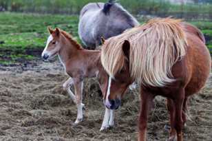 Icelandic foal and mare-9089